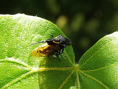 写真:角を持ち、黒色と金色の模様がある昆虫