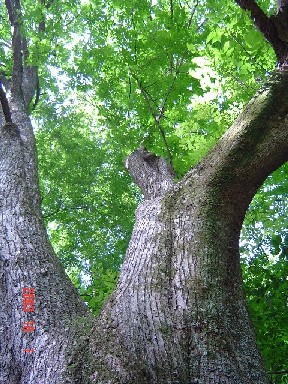 写真:大木の幹と緑の葉っぱ