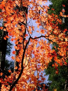 写真：紅葉したモミジ