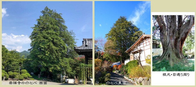 写真：左から境内の東のイトヒバ西面、中央：東の参道から撮影したイトヒバ、右：根本から1.5メートルほどの高さで枝分かれしている幹の様子