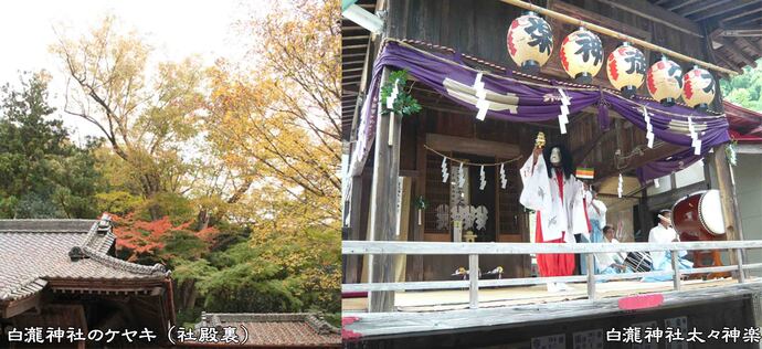 写真左:社殿後方の斜面上に市指定天然記念物 白滝神社のケヤキ、右:神楽田で奉納される市指定無形民俗文化財 白滝神社太々神楽