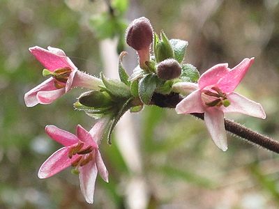 写真:ミヤマウグイスカグラのピンクの花