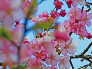 写真:河津桜2