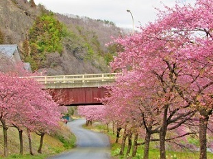 写真:河津桜1