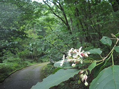 写真:クサギの大きな花