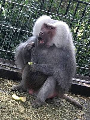 マントヒヒの食事の写真