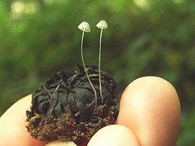 写真:どんぐりから糸のよう細いキノコが2本生えている