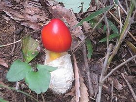 写真:卵の殻の上部を割って出てきたような赤いキノコ