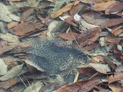 写真：透明なゼリー上物質にかこまれたヤマアカガエルの卵塊（らんかい）