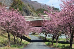 写真:黒保根運動公園河津桜
