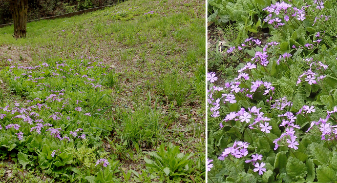 写真:B地区 サクラソウの開花状況