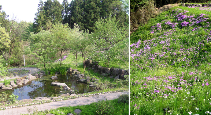 写真:C地区 サクラソウふれあい公園(公園内奥のサクラソウ、開花の詳細)