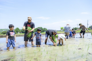 写真:田植え2