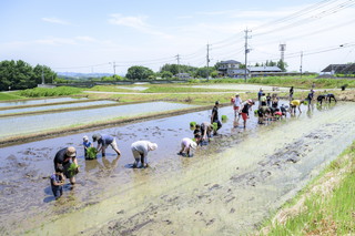 写真:田植え5