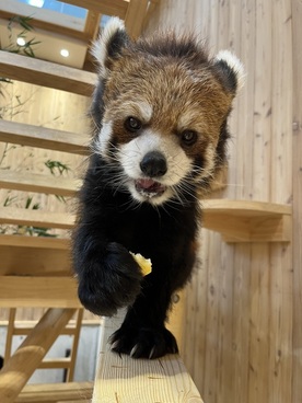 写真:レッサーパンダのライム(換毛期)