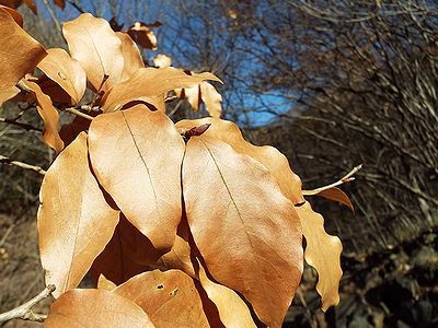 写真:光沢のある茶色い葉のヤマコウバシ