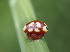 写真:てんとう虫ぐらいの大きさで、赤い体に白い斑紋があるクモ