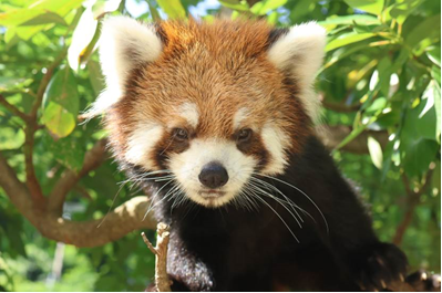 写真：入園するレッサーパンダの「かずのこ」