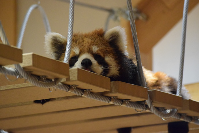 レッサーパンダの「かずのこ」