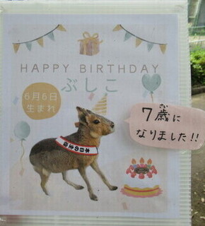 飼育員お手製の看板の写真