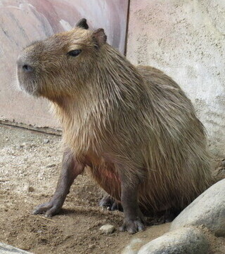 カピバラのまゆの写真