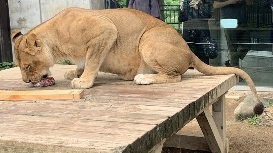 お肉ケーキを食べるメスライオンライラの写真