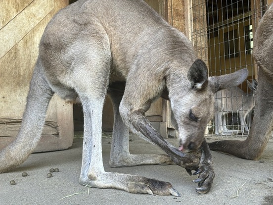 腕を舐めるカンガルー