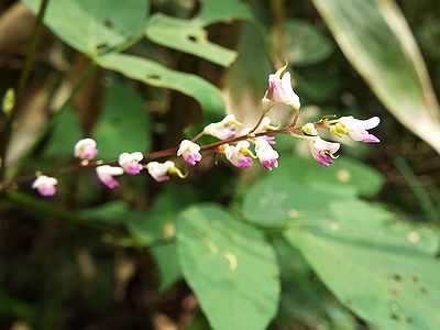 写真:白と紫の小さな花が並んで咲くヌスビトハギ