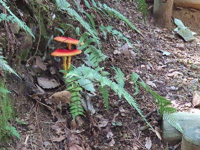 写真:赤い色のタマゴタケの成菌が2本並んで生えている