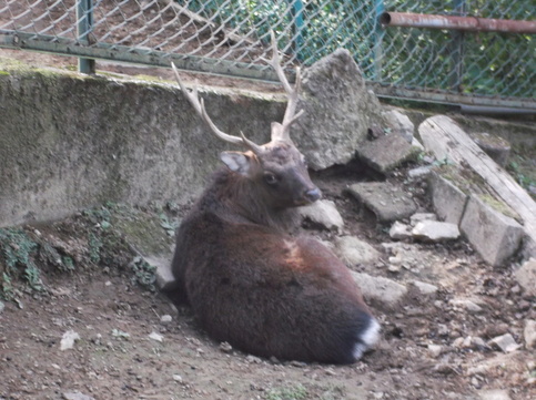 座っているヤクシカの写真