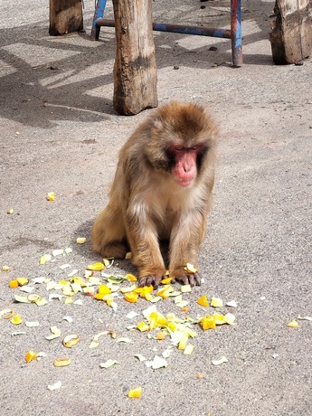 写真:落ち着いて座って食べるニホンザル