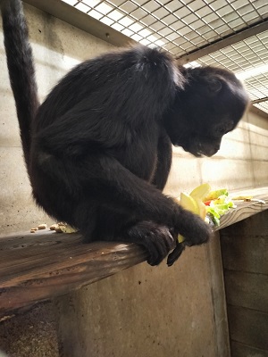 写真:手で持てる限り確保するクモザル