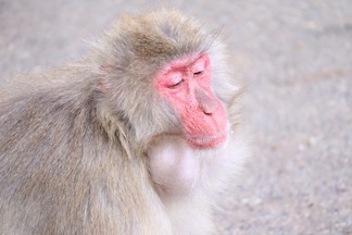 写真:頬袋いっぱいに餌を貯めこむニホンザル
