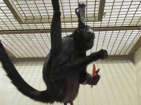 写真:四肢を使って捕まりながら餌を確保するクモザル