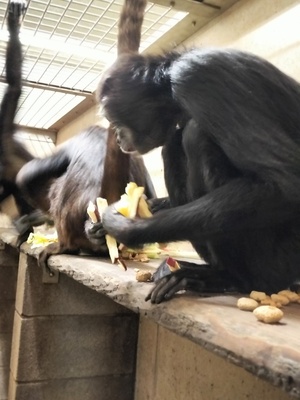 写真:四肢を使い餌を確保するクモザル