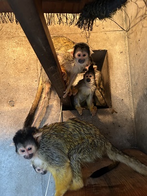 屋内にいるリスザルの写真