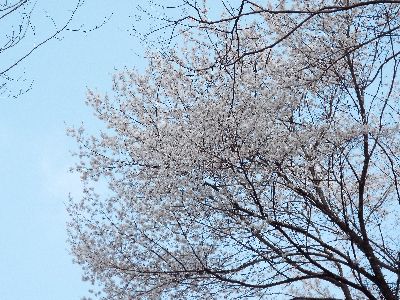写真:淡い桃色のサクラ、エドヒガンが空いっぱいに広げた枝に花を咲かせている