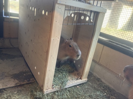 写真:輸送箱に入っているカピバラ