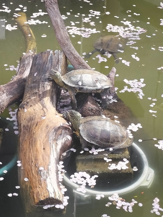 写真:クモザル池のクサガメ
