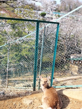 写真:ホンシュウジカ