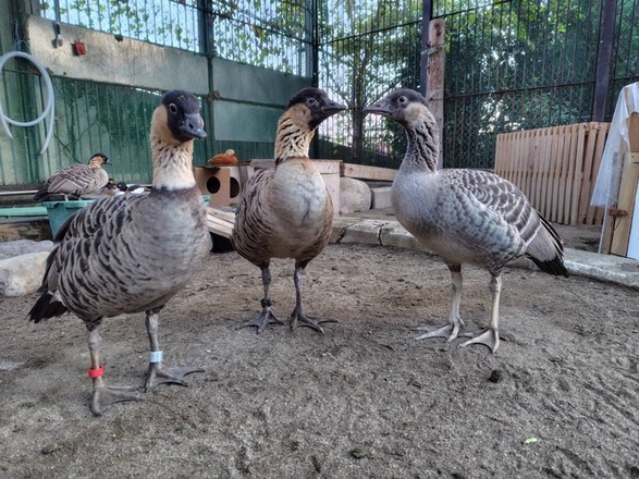 写真：大きくなったハワイガンのヒナ