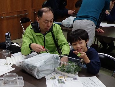 写真:食草の葉っぱとイモムシを虫かごへ入れる親子