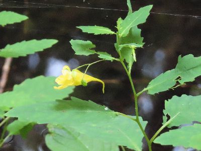 写真：黄色い三角帽子の様な花が、細い茎からぶら下がる。
