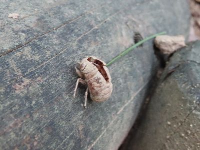 写真：園路の木段に掴まるセミの抜け殻
