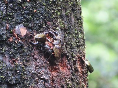 写真：ミヤマクワガタのオスと、カナブン2匹などが樹液に集まる