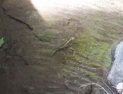 写真:沢につかるヤマカガシ、水面が光り見難い