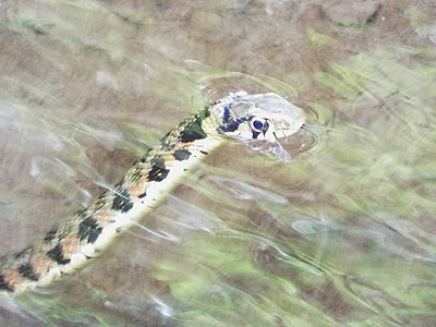写真:首まで水に浸かるヘビ