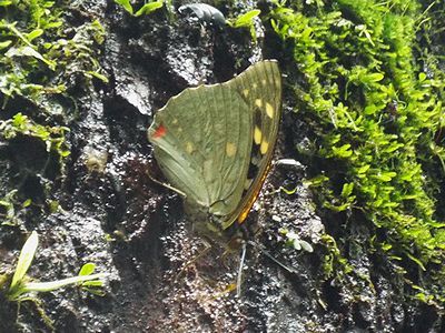 写真:樹液をすいに木にとまったオオムラサキ、翅を閉じていると黄色い木の葉のようで目立たない
