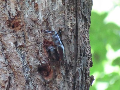 写真：幹に止まるノコギリクワガタのオス