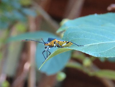 写真:お腹が黄色、背面が黒褐色のカメムシ